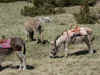 dscn0625.jpg (881278 octets)